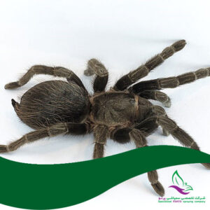 سمپاشی روتیل