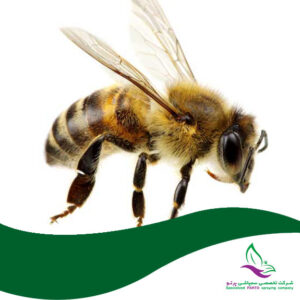 سمپاشی زنبور