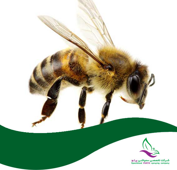 سمپاشی زنبور