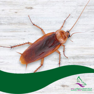 سمپاشی سوسک