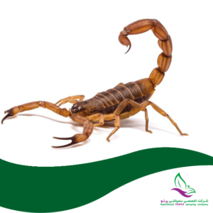 سمپاشی عقرب