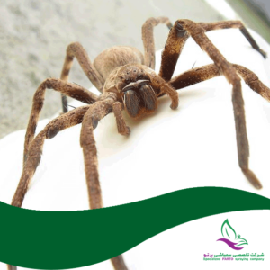 سمپاشی عنکبوت