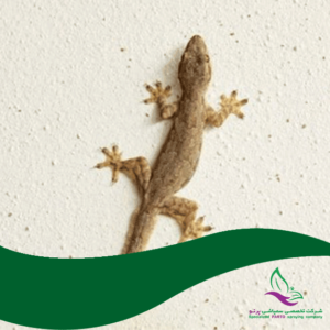 سمپاشی مارمولک