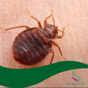 سمپاشی مایت