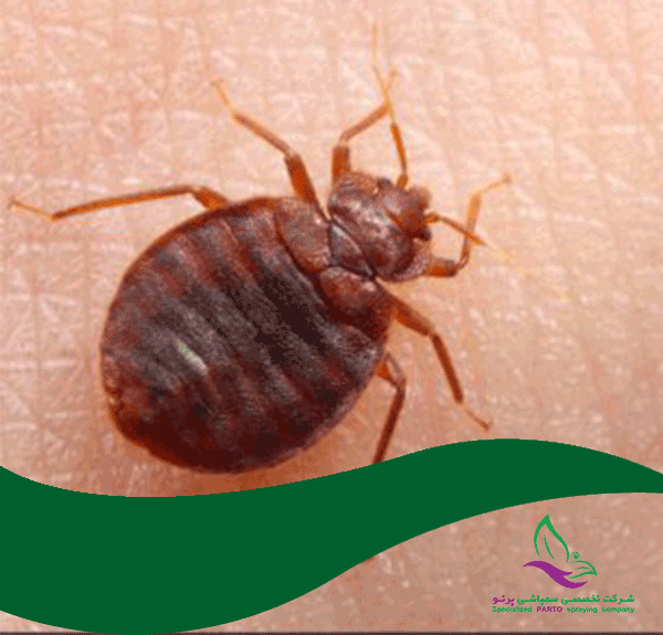 سمپاشی مایت