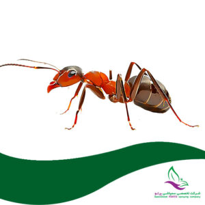 سمپاشی مورچه