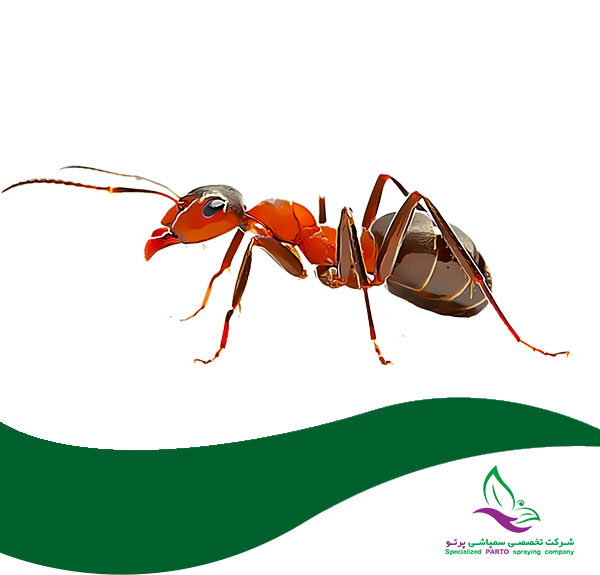 سمپاشی مورچه