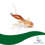 سمپاشی موریانه