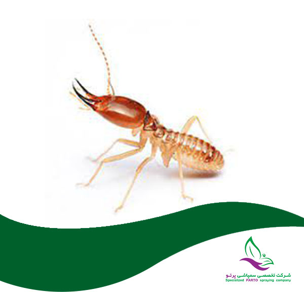 سمپاشی موریانه