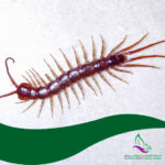 سمپاشی هزارپا