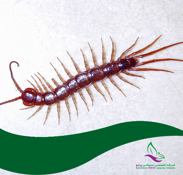 سمپاشی هزارپا